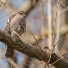 Sparrowhawk