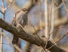 Sparrowhawk