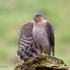 Sparrowhawk