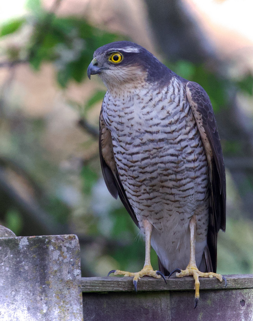 Sparrowhawk