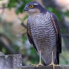 Sparrowhawk