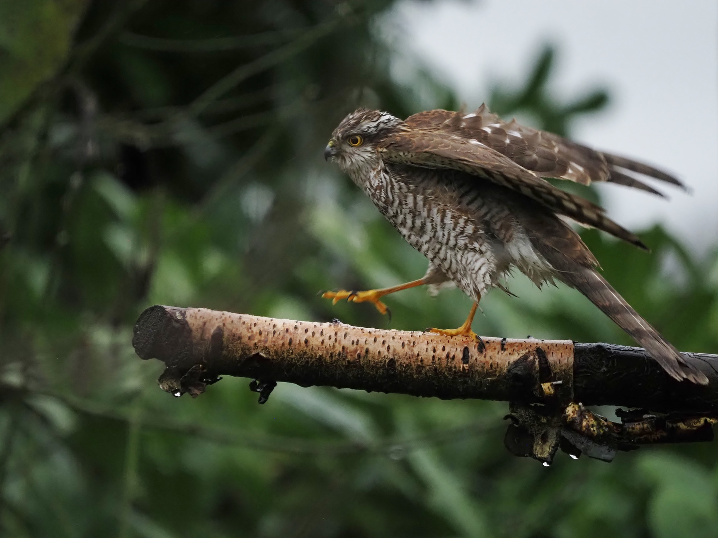 Sparrowhawk on the run