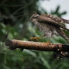 Sparrowhawk on the run