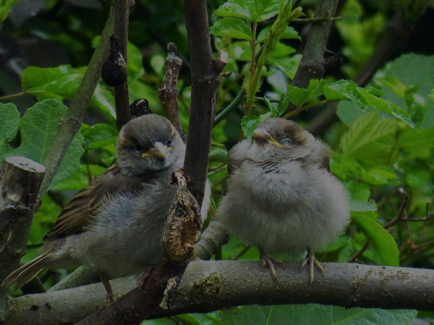 Sparrows 1