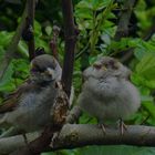 Sparrows 1