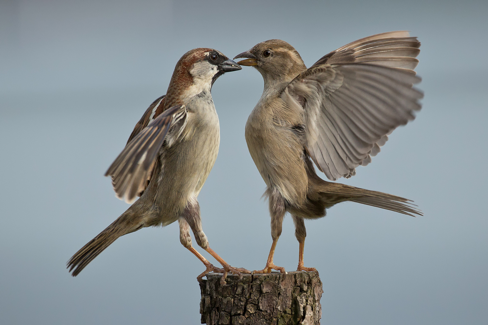 Sparrows