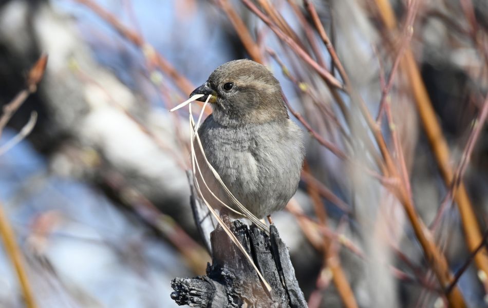 sparrows