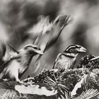 Sparrows