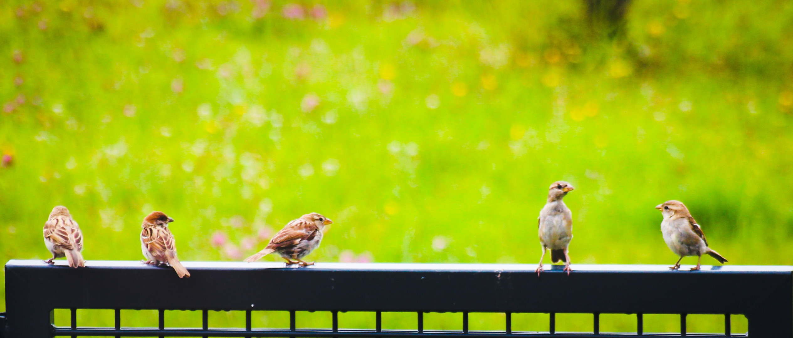 Sparrows.