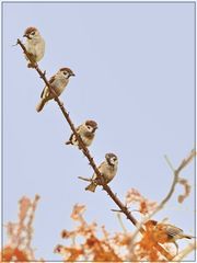 Sparrows on a stick