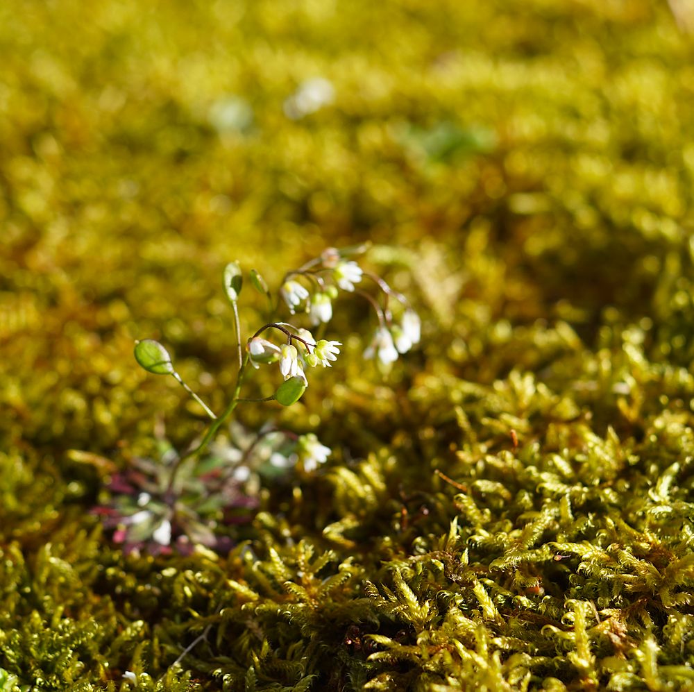 Spartanische Frühjahrsvegetation