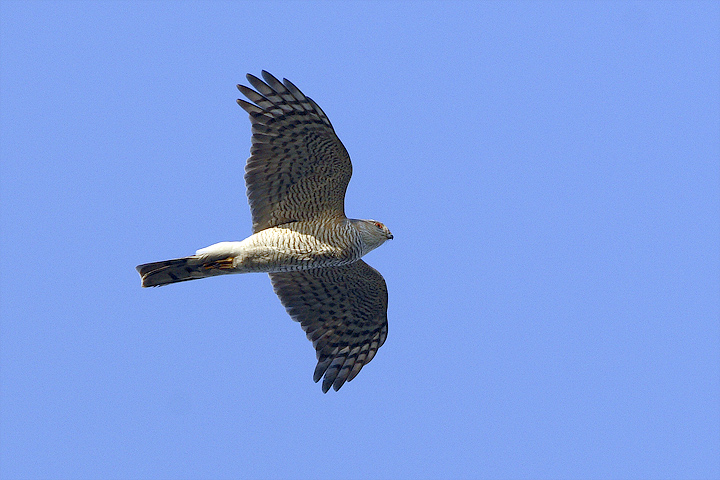 Sparviere (Accipiter nisus)