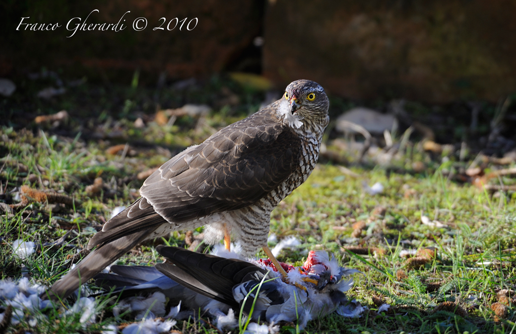 Sparviere a........pranzo