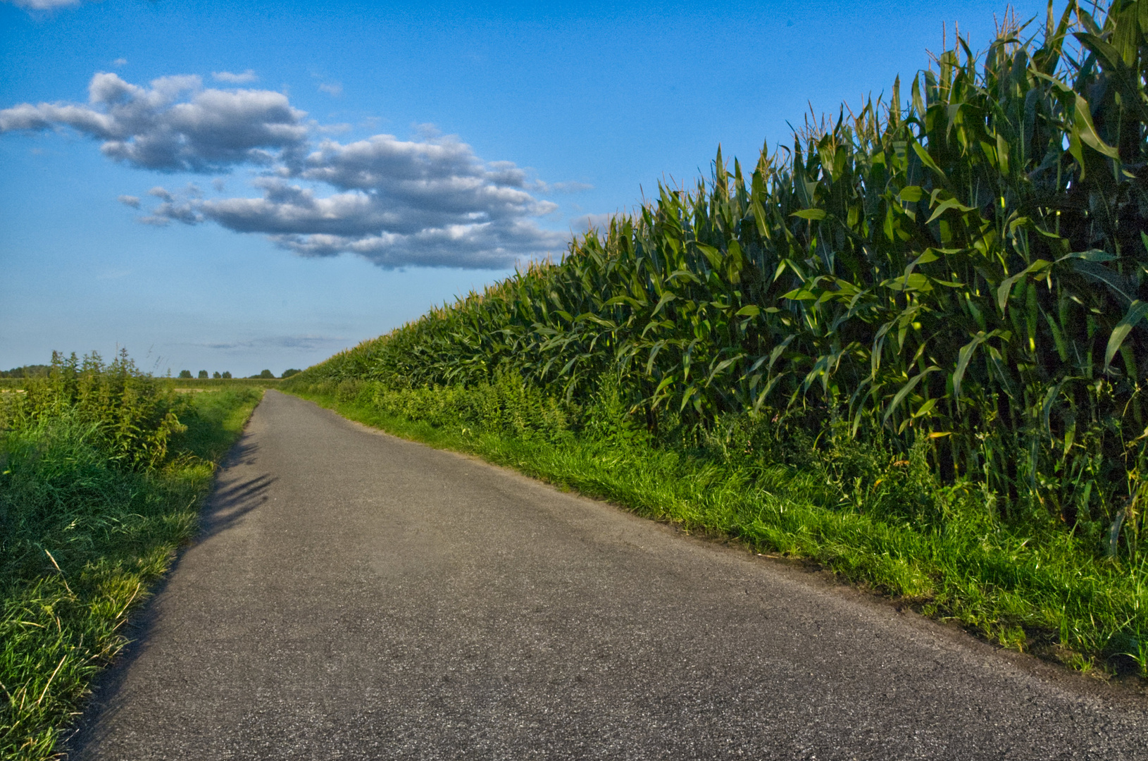 Sparziergang im Feld