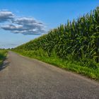 Sparziergang im Feld