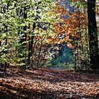 Sparziergang im Herbstwald