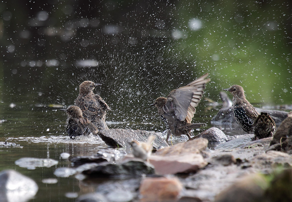 Spaß am Baden Foto & Bild tiere, wildlife, wild lebende vögel Bilder