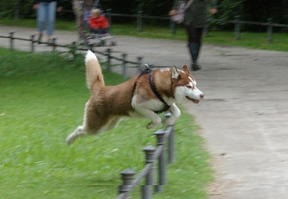 Spaß am Laufen - Huskey im Sprung