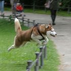 Spaß am Laufen - Huskey im Sprung