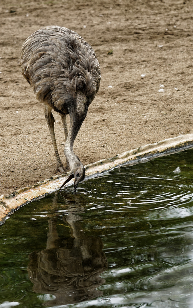 Spaß am Spiegelbild