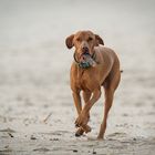 Spaß am Strand