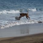 Spaß am Strand..