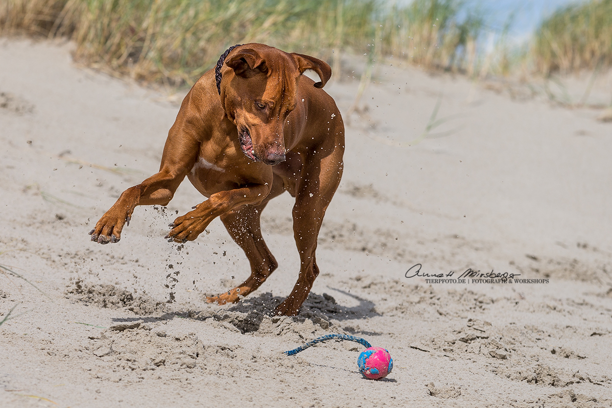 Spass am Strand