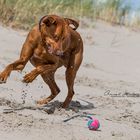 Spass am Strand