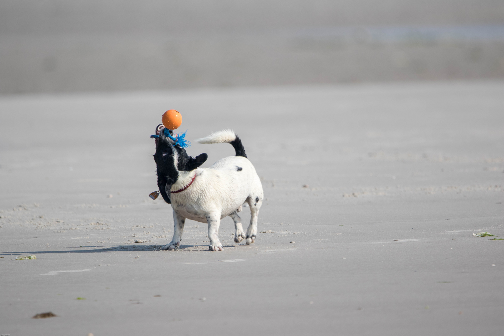 Spaß am Strand von Amrum