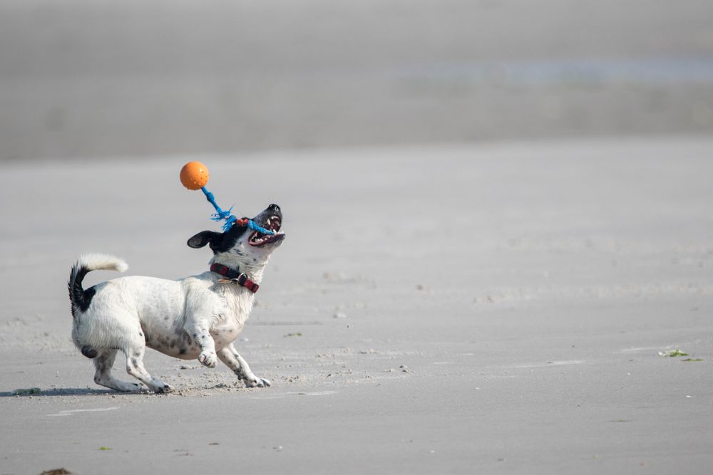 Spaß am Strand von Amrum2