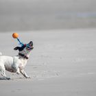 Spaß am Strand von Amrum2