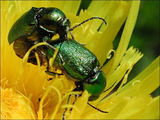 Spass auf der Blume