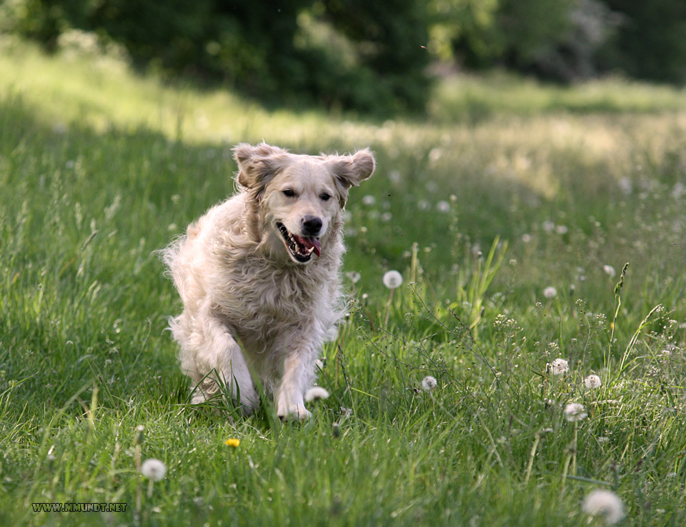 Spass auf der Wiese