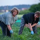 Spass bei der Feldarbeit