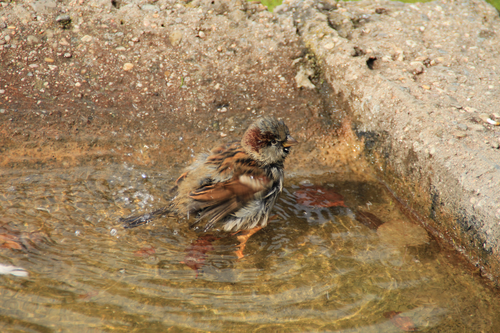 Spass beim Baden