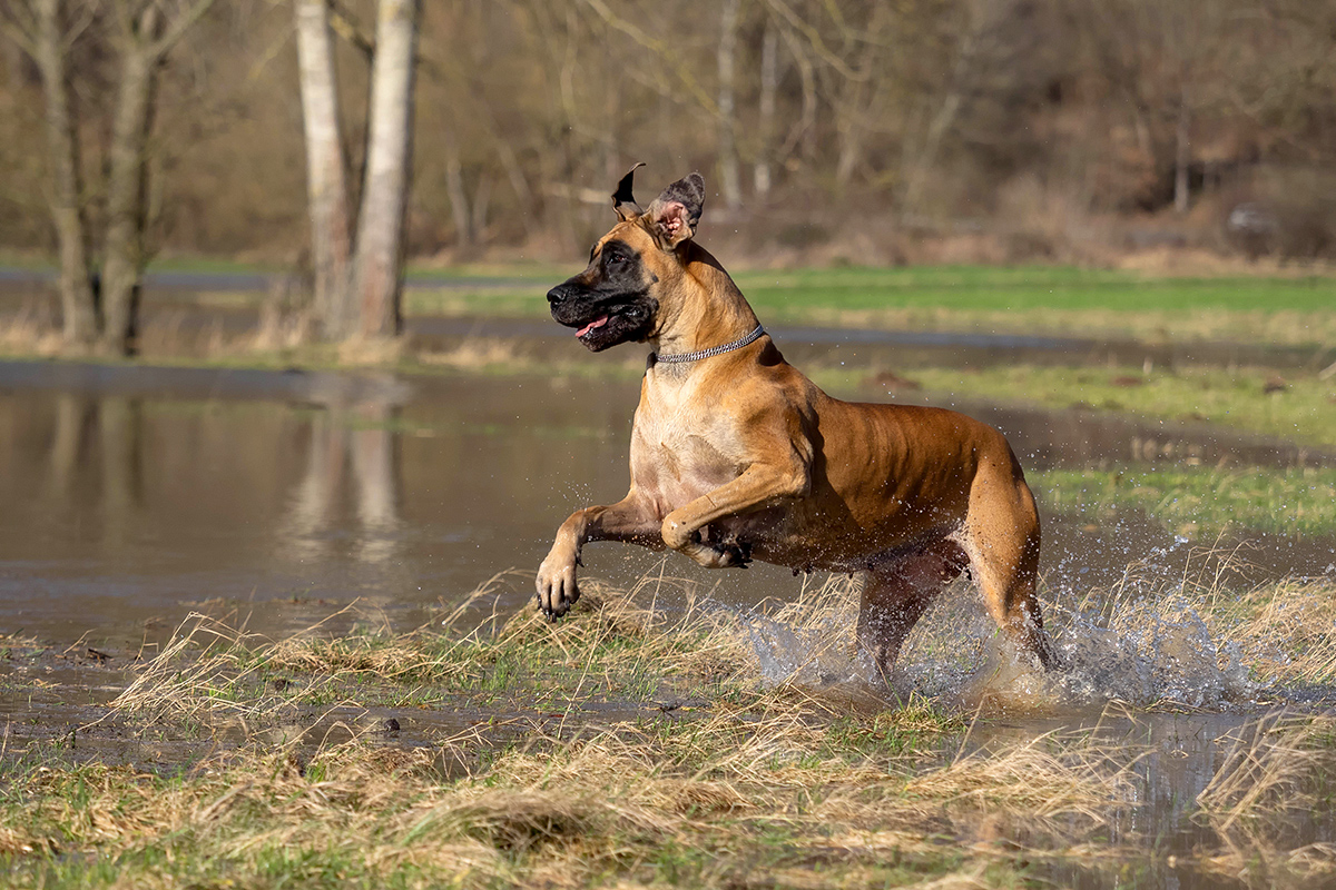 Spaß beim Hochwasser