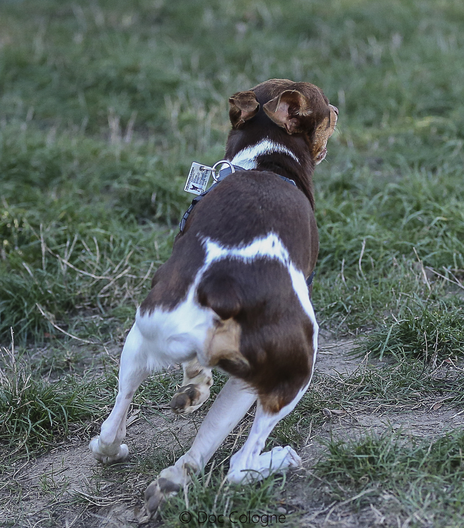 Spaß für Tier und Mensch auf der Hundeauslaufwiese