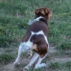 Spaß für Tier und Mensch auf der Hundeauslaufwiese