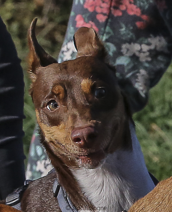 Spaß für Tier und Mensch auf der Hundeauslaufwiese