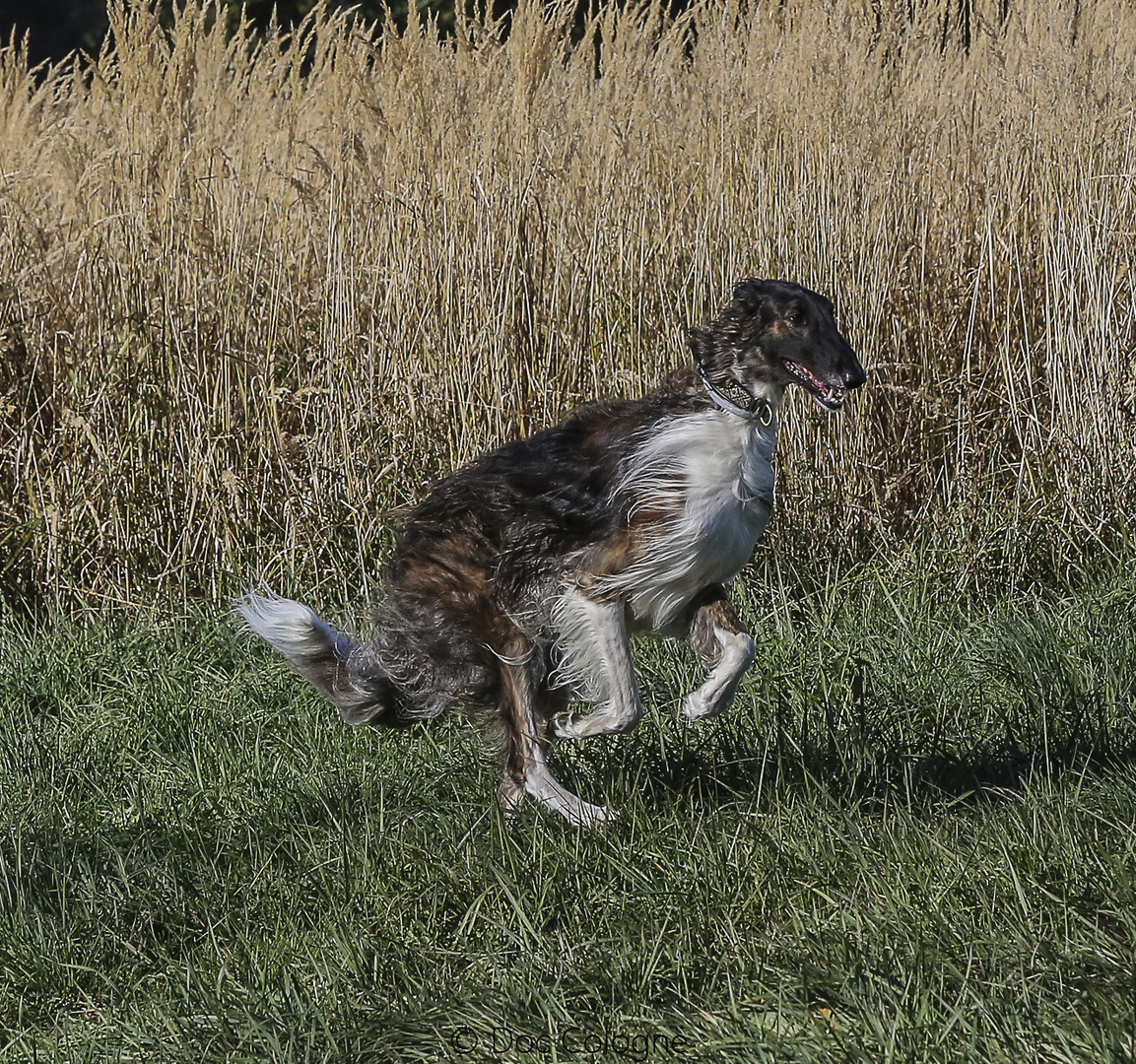 Spaß für Tier und Mensch auf der Hundeauslaufwiese