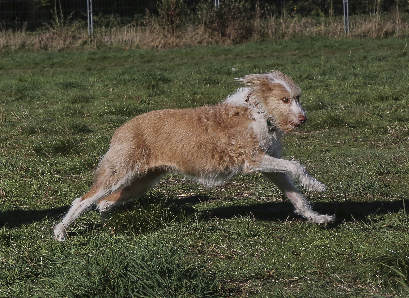 Spaß für Tier und Mensch auf der Hundeauslaufwiese