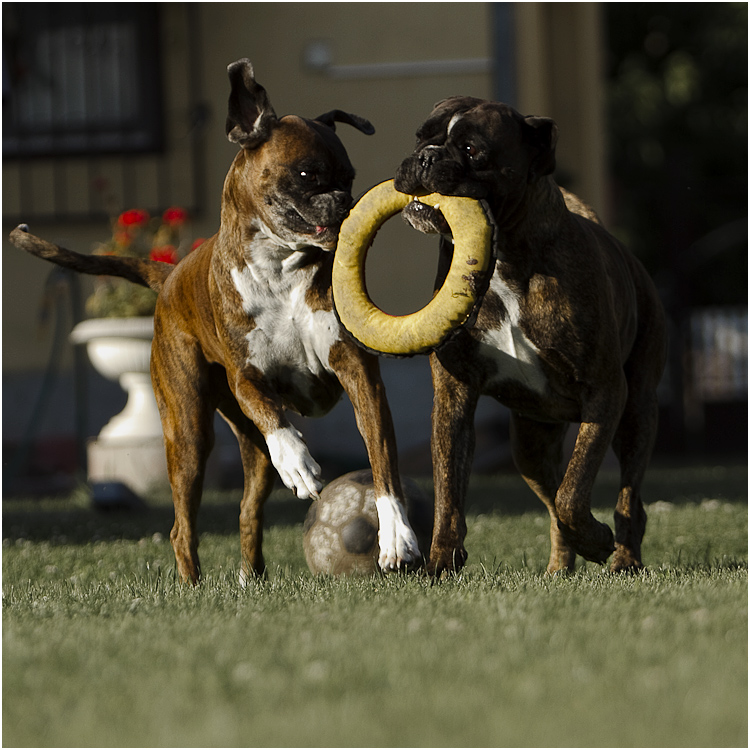 spass im garten