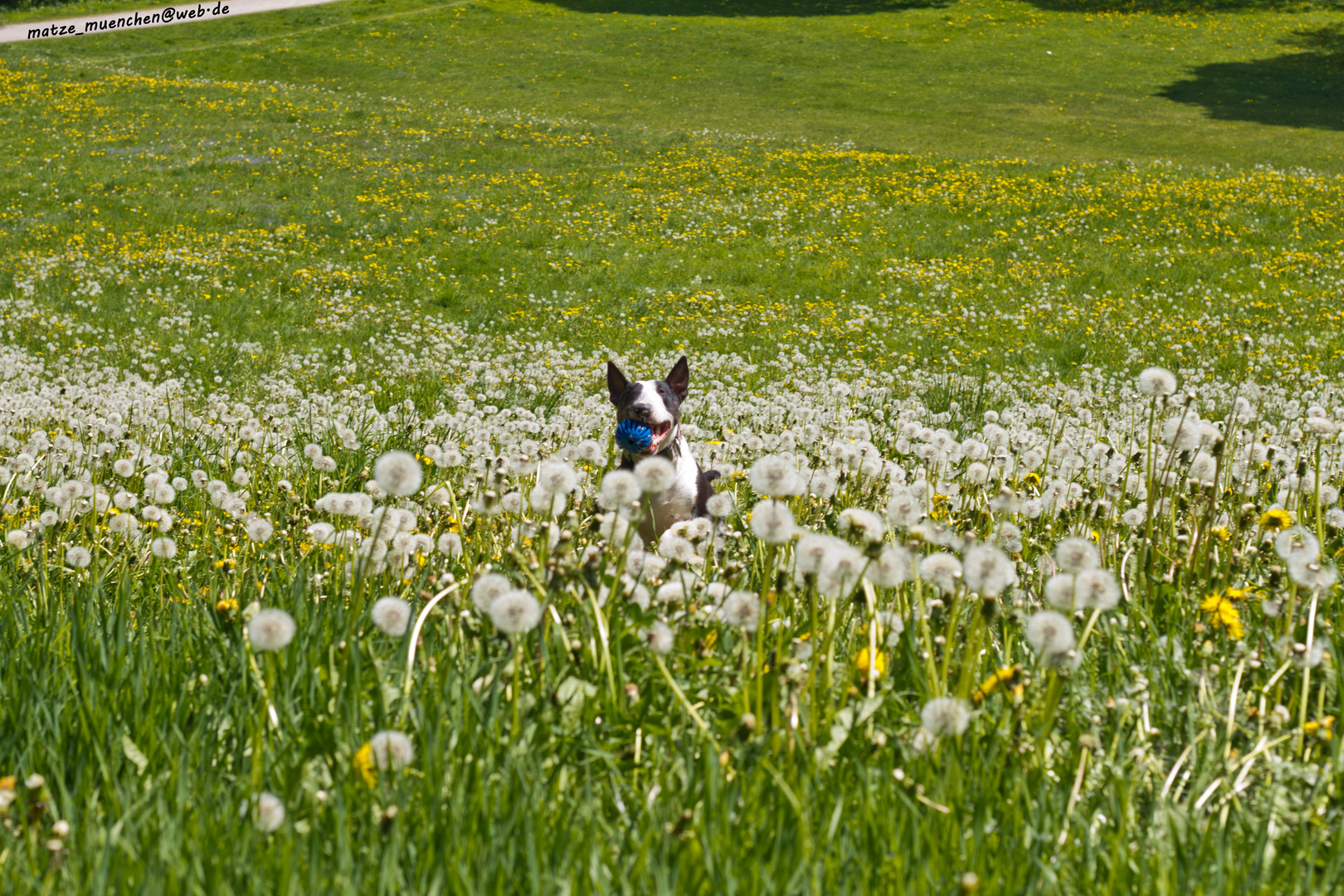 Spaß im Gras