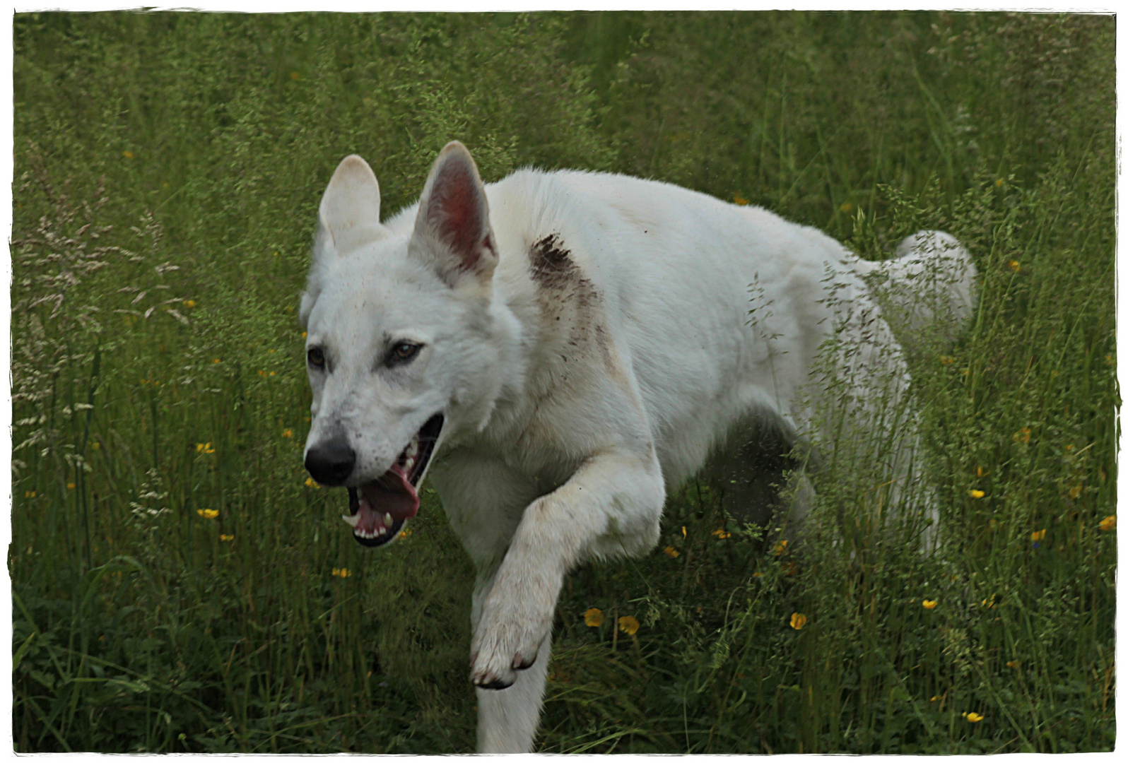 Spaß im Gras