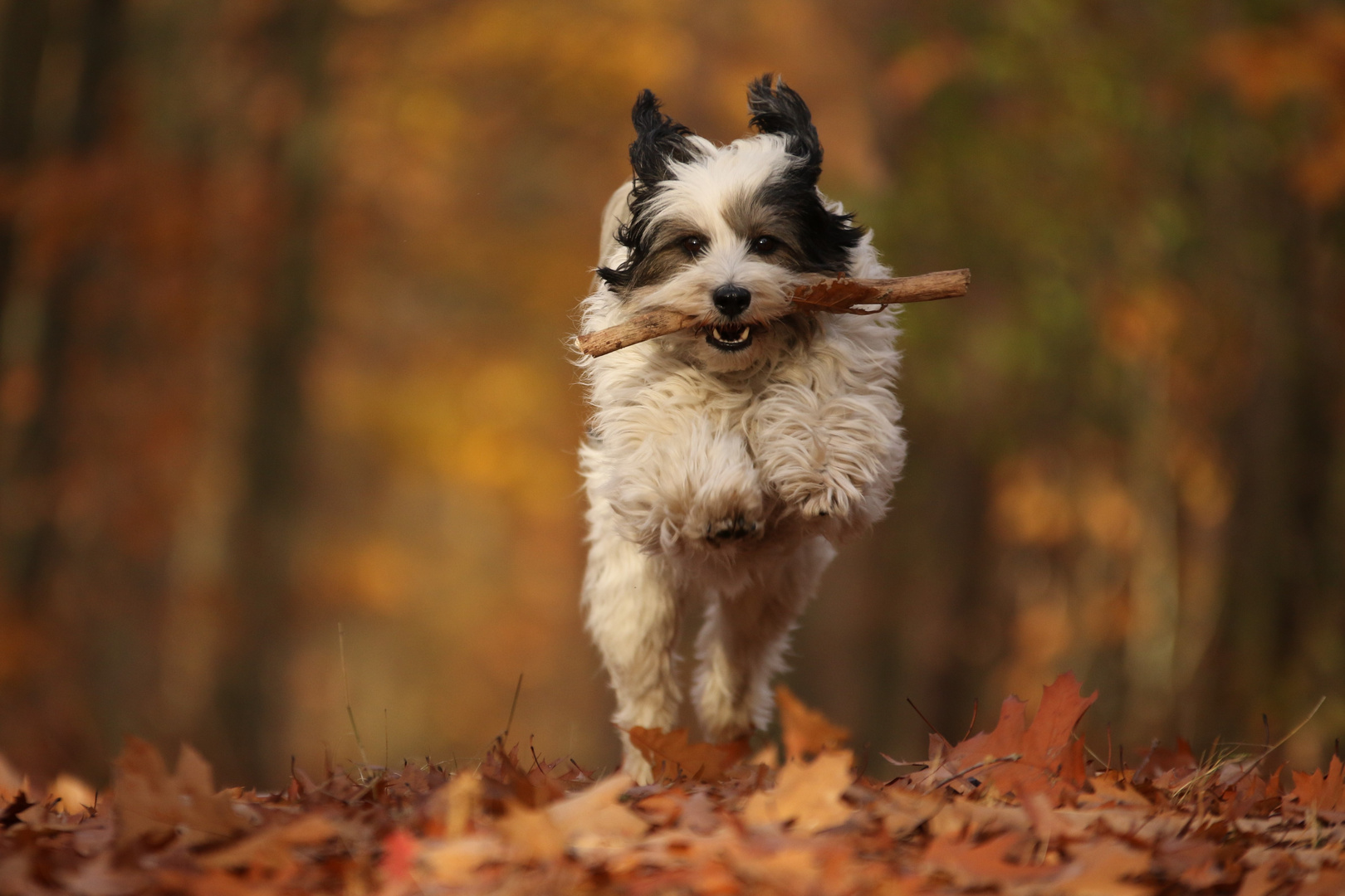 Spaß im Herbst