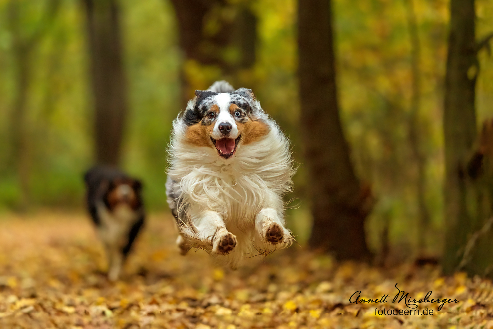 Spaß im Herbstwald