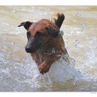 Spass im Hochwasser