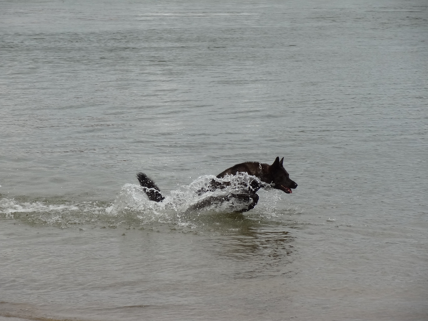 Spaß im Rhein....