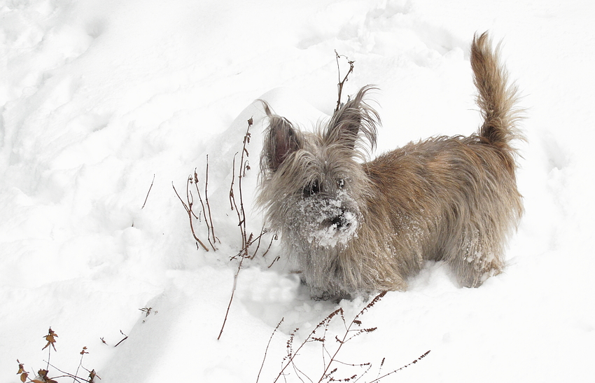 Spaß im Schnee