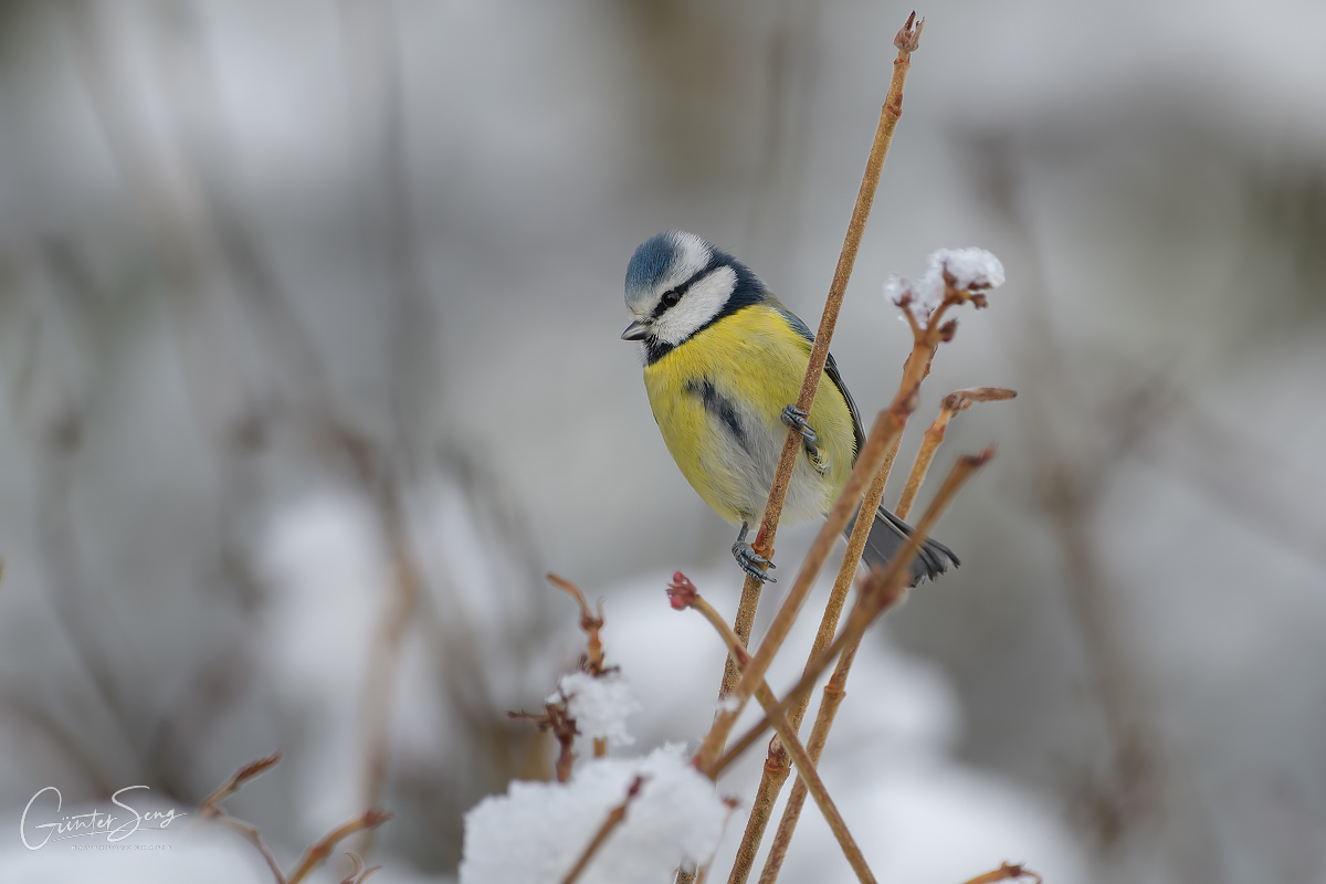 Spass im Schnee